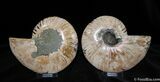 Inch With Cut And Polished Ammonite #385-2